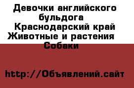 Девочки английского бульдога - Краснодарский край Животные и растения » Собаки   